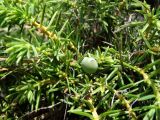 Juniperus rigida ssp. litoralis