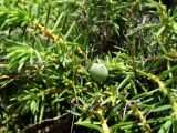 Juniperus rigida subspecies litoralis. Ветвь с незрелой шишкоягодой. Приморье, Партизанский р-н, на скалах морского побережья. 10.07.2016.