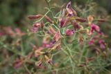 Alhagi sparsifolia. Верхняя часть цветущего растения. Казахстан, Карагандинская обл., Улытауский р-н, около 70 км на ЮЗ от г. Жезказган, долина сая Ащылысай (бассейн р. Кумола), сообщество на аллювиальной солончаковатой почве с преобладанием Halocnemum strobilaceum и Phragmites australis. 08.07.2016.