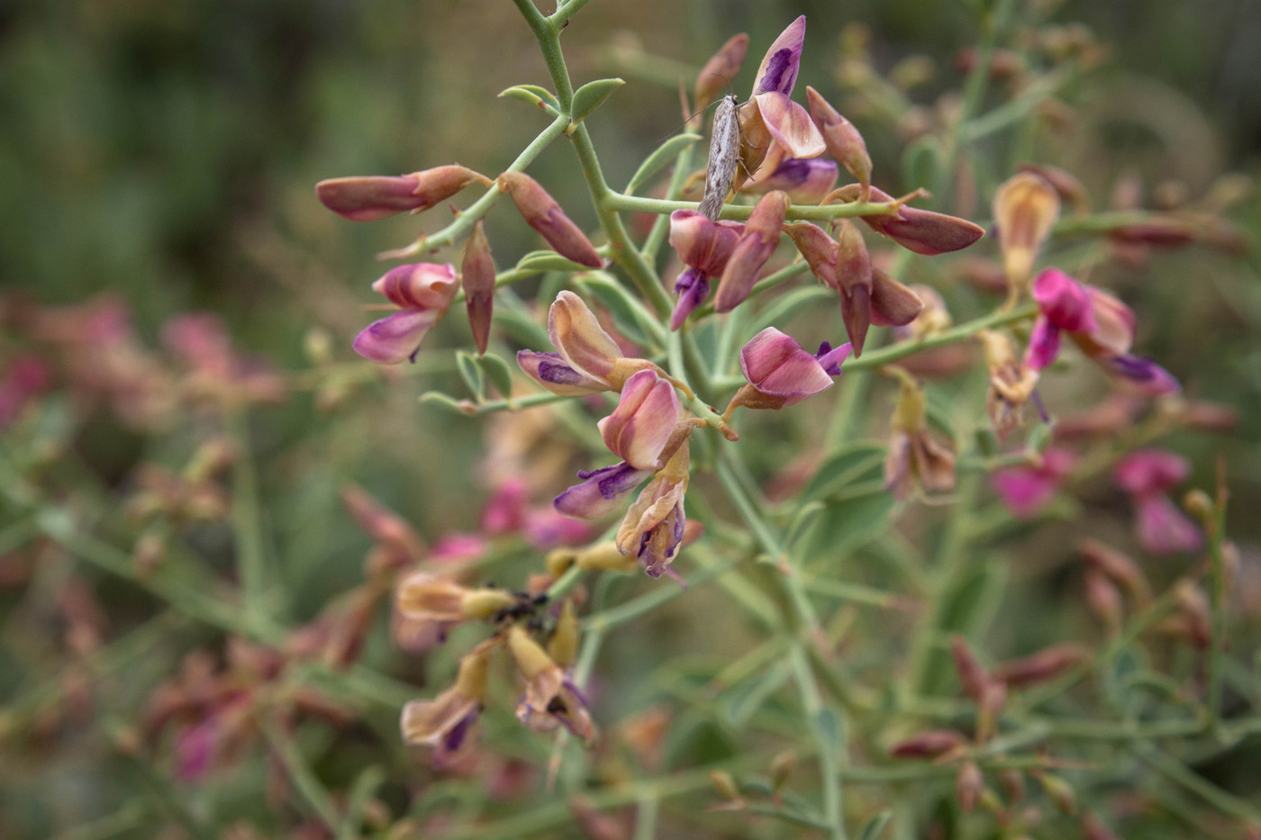 Image of Alhagi sparsifolia specimen.