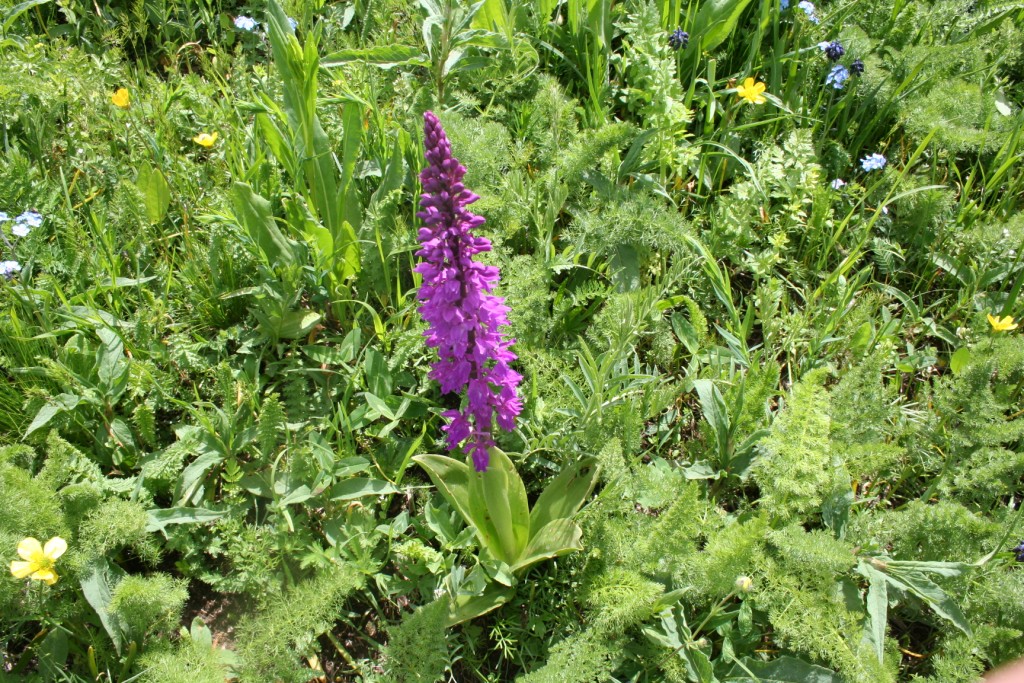 Изображение особи Orchis mascula.