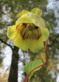 Codonopsis rotundifolia. Цветок. Московская обл., в культуре. 29.07.2016.