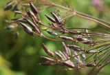 Chaerophyllum aromaticum