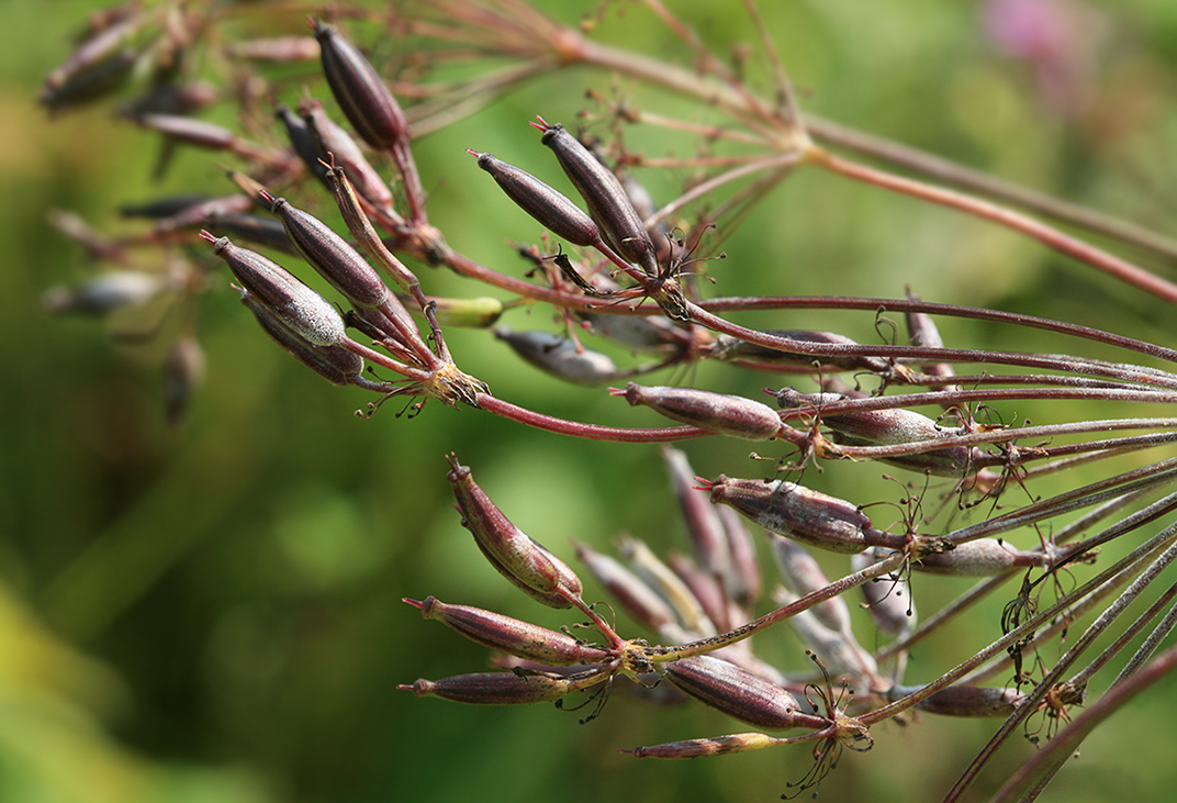 Изображение особи Chaerophyllum aromaticum.