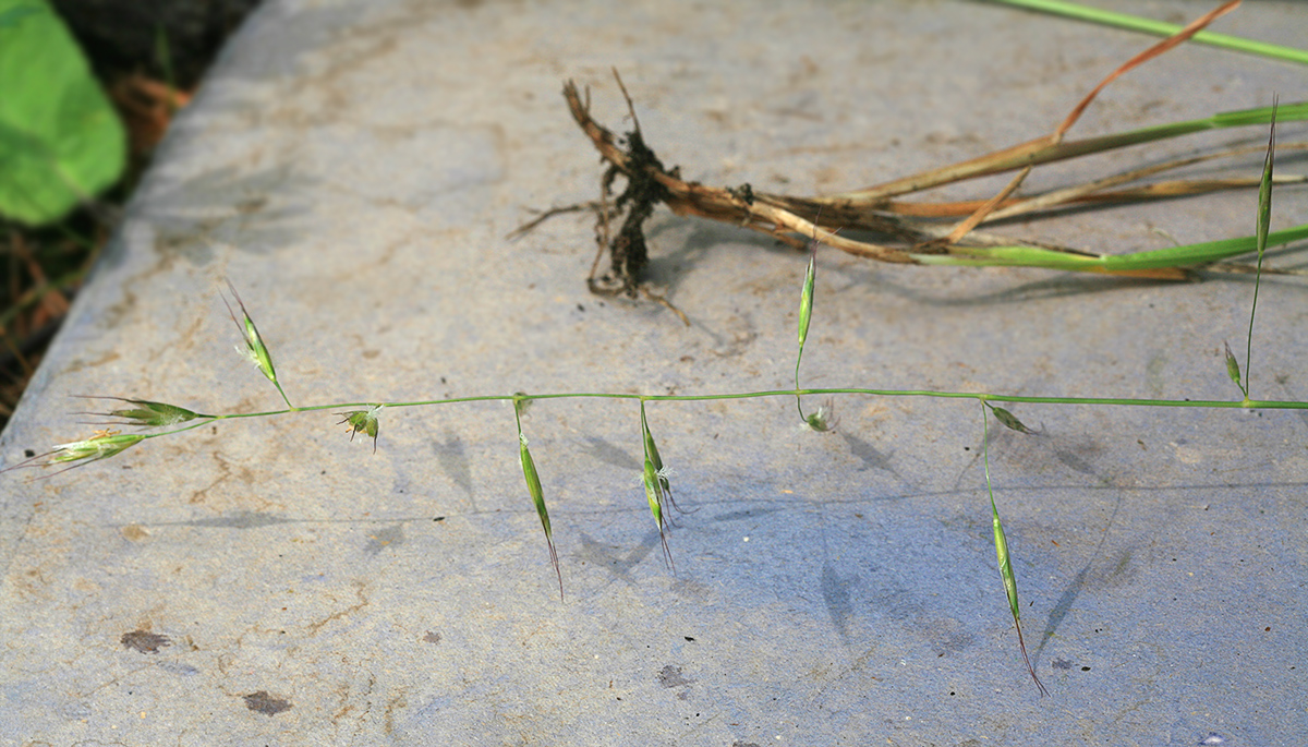 Image of Helictotrichon dahuricum specimen.