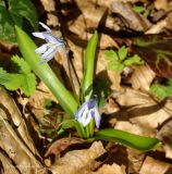 Scilla monanthos