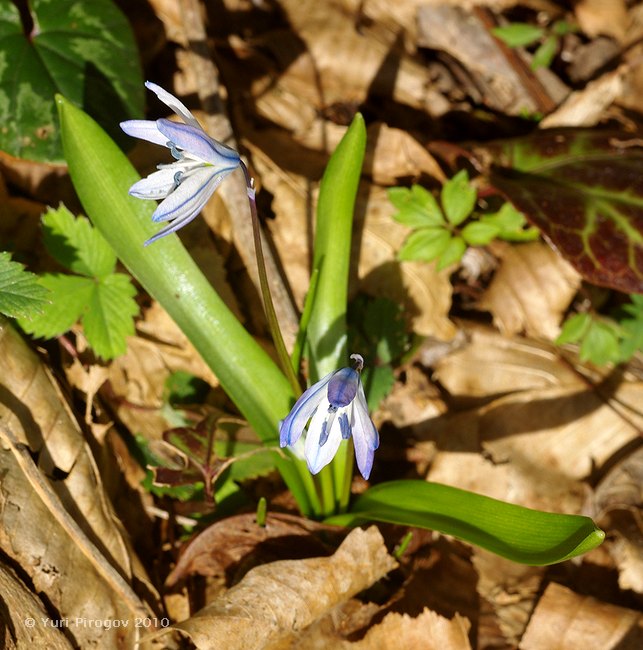 Изображение особи Scilla monanthos.