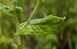 Pulicaria dysenterica