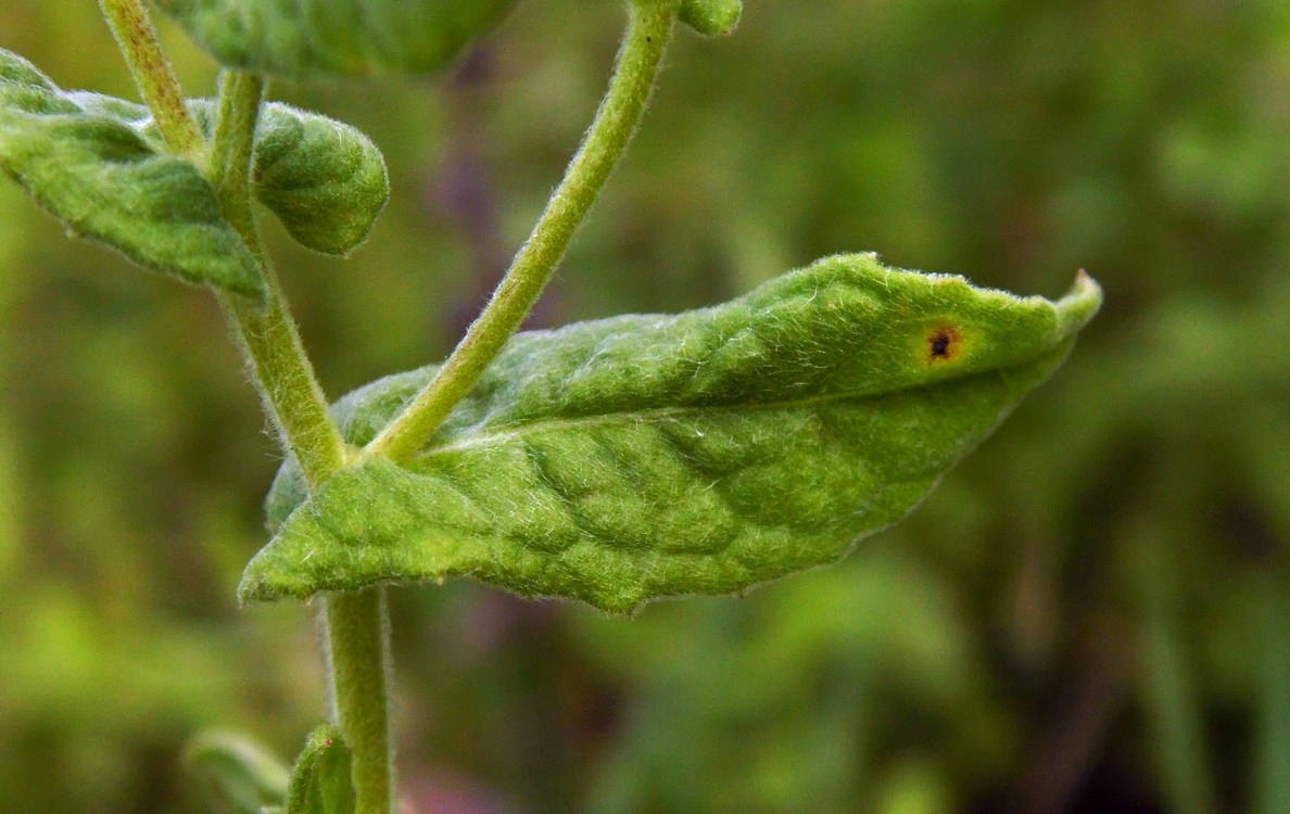 Image of Pulicaria dysenterica specimen.