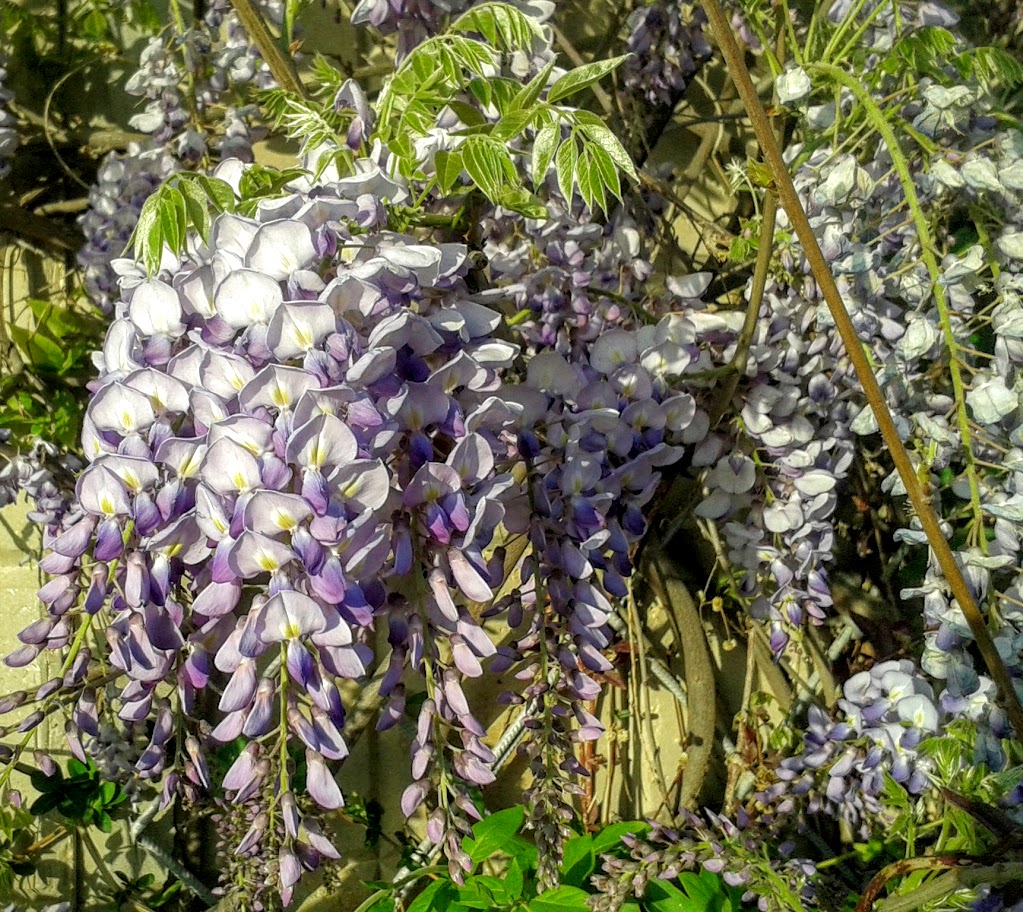 Image of Wisteria sinensis specimen.