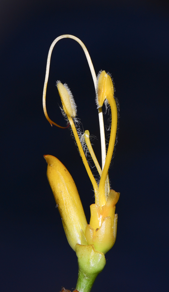 Image of Sanchezia speciosa specimen.