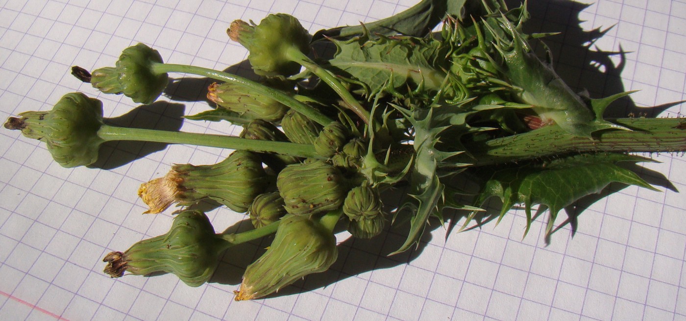 Image of Sonchus asper specimen.