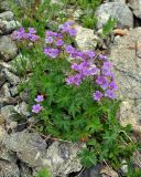 Geranium sylvaticum. Цветущее растение. Северная Осетия, Ирафский р-н, долина р. Танадон, ≈ 2200 м н.у.м., осыпающийся каменистый склон. 06.07.2016.