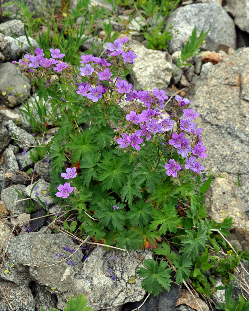 Изображение особи Geranium sylvaticum.