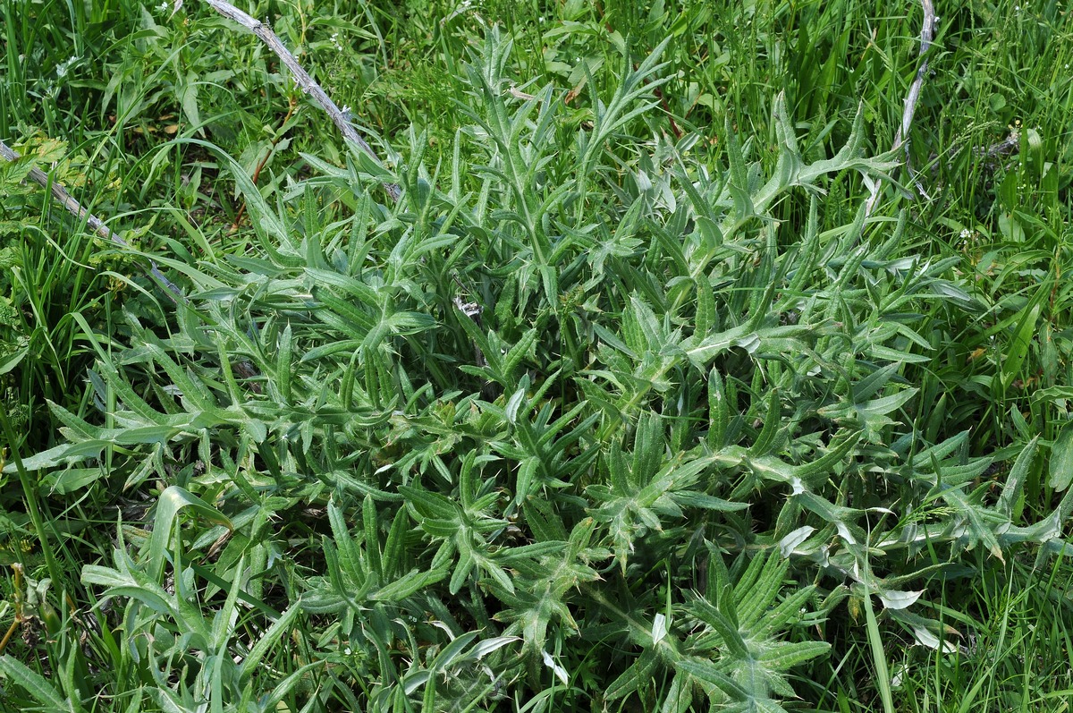 Image of Cirsium turkestanicum specimen.