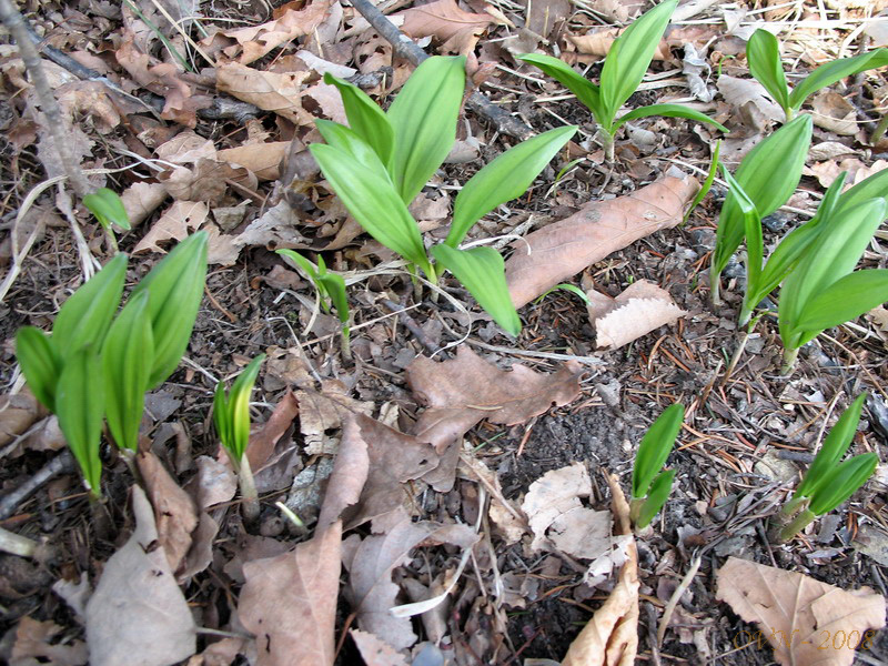 Изображение особи Allium ochotense.