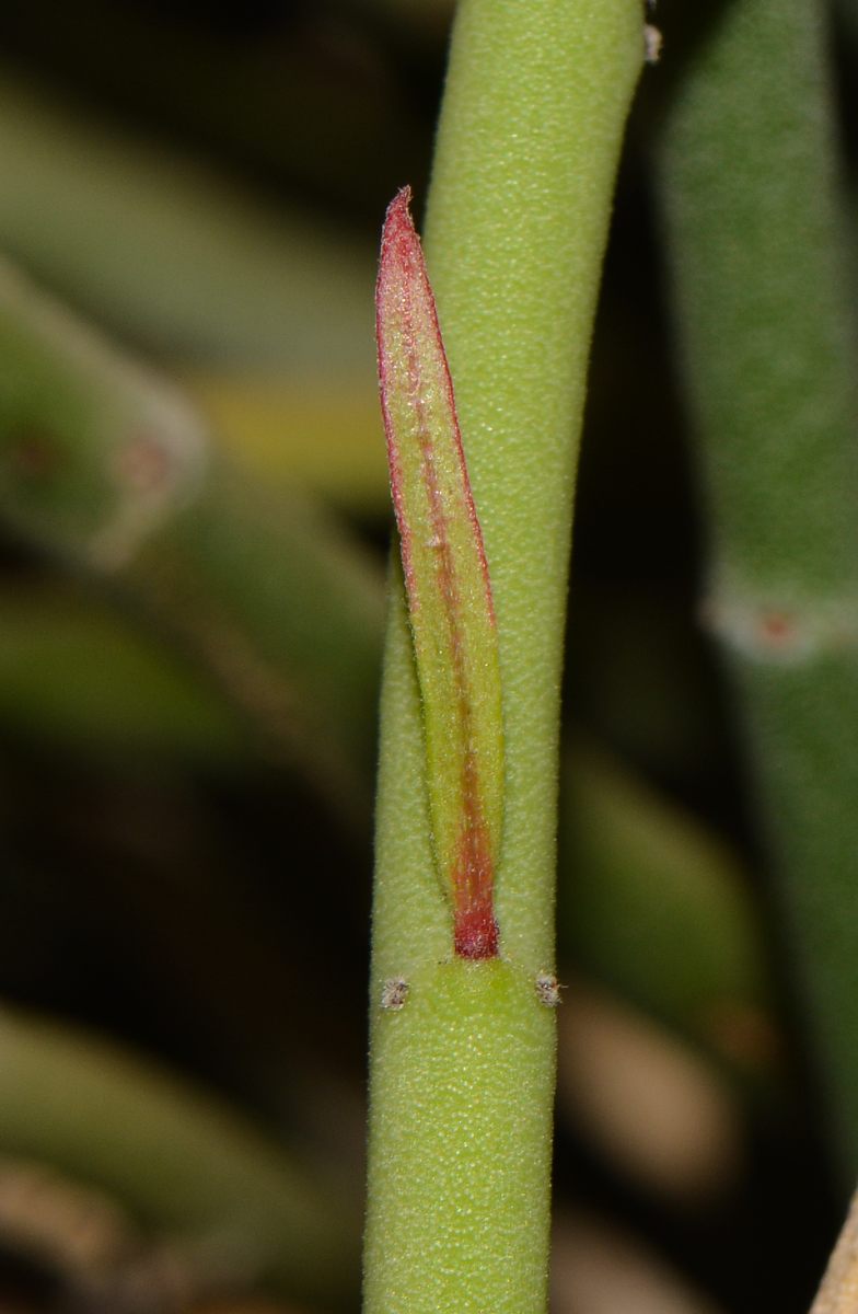 Image of Euphorbia antisyphilitica specimen.