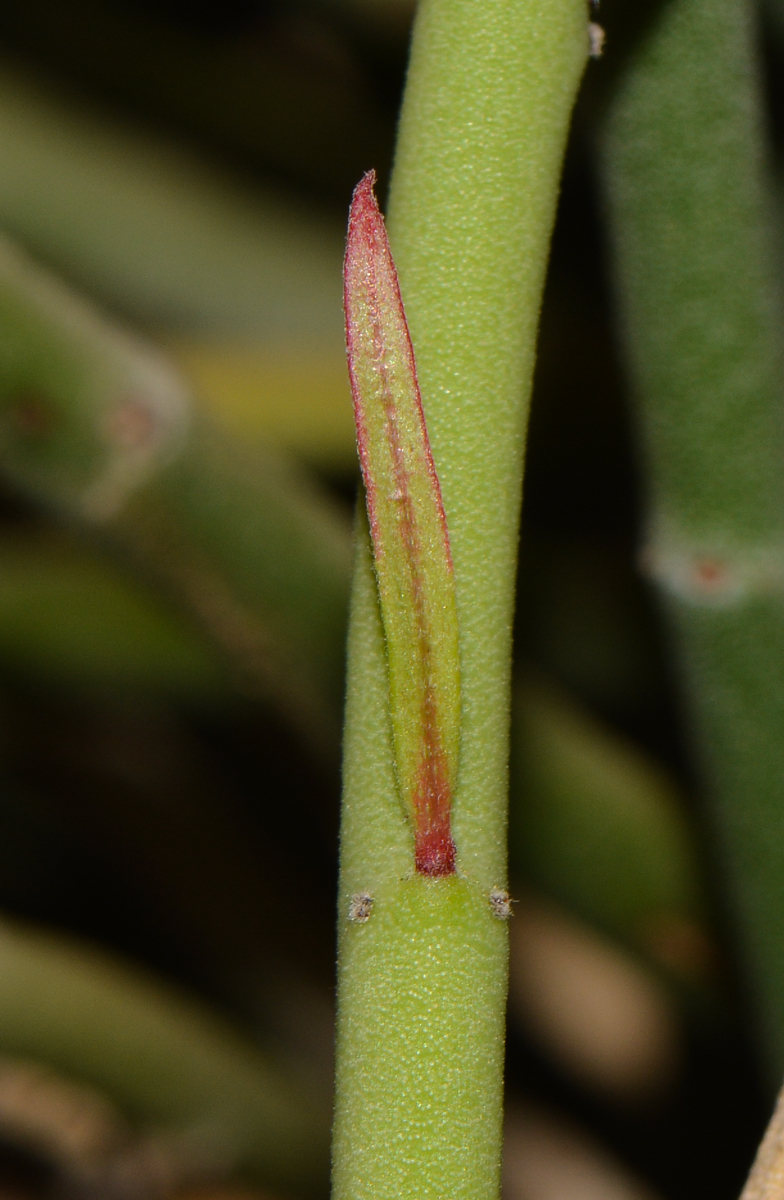 Изображение особи Euphorbia antisyphilitica.