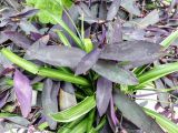 Tradescantia pallida. Вегетирующее растение. Крым, пос. Партенит, в культуре. 15.10.2016.