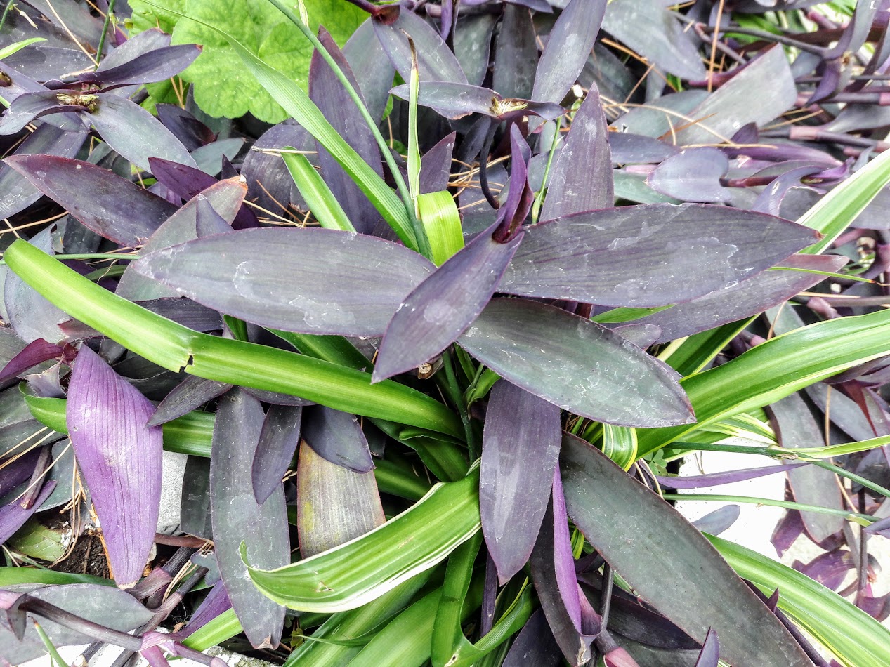 Image of Tradescantia pallida specimen.