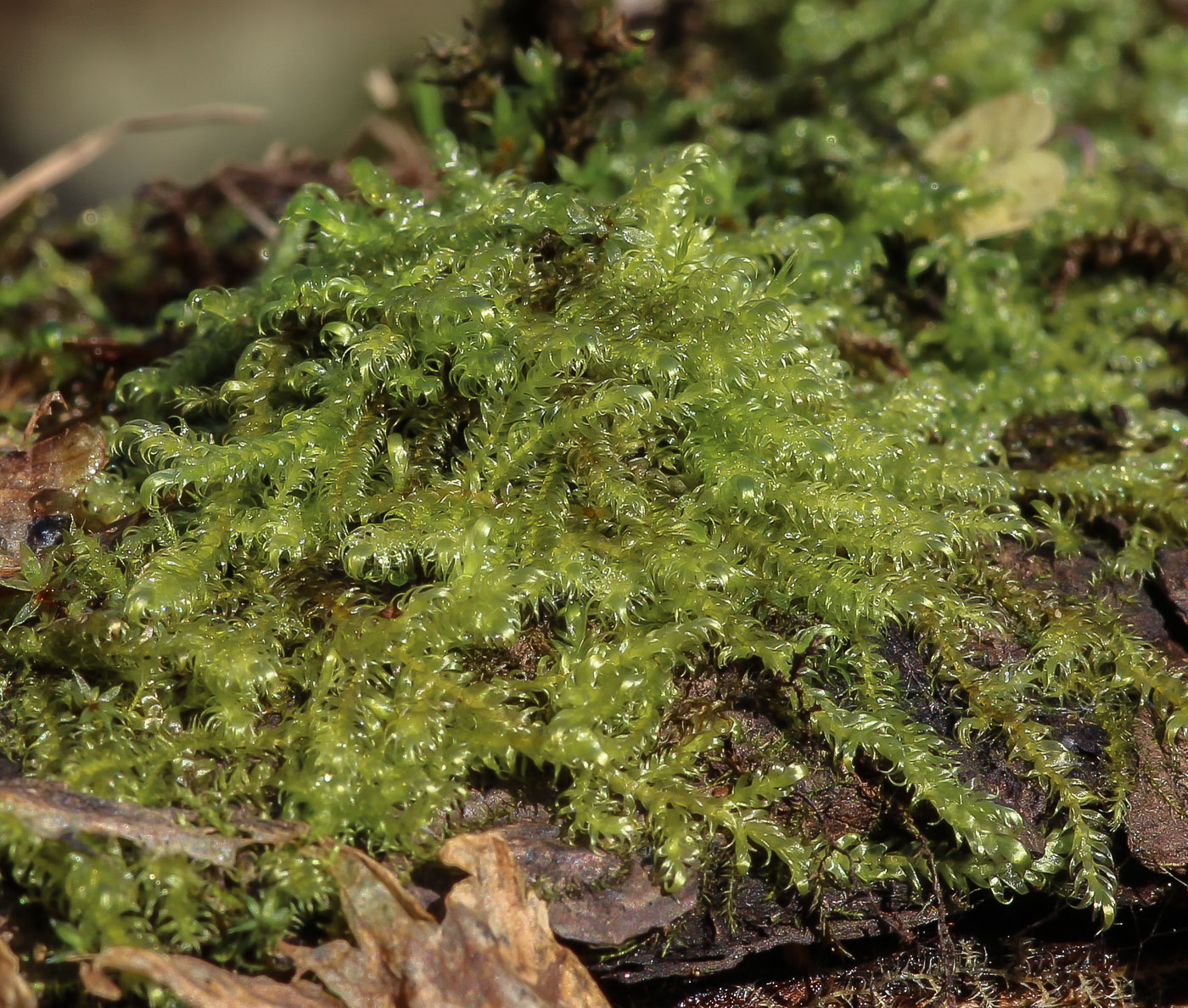 Image of class Bryopsida specimen.