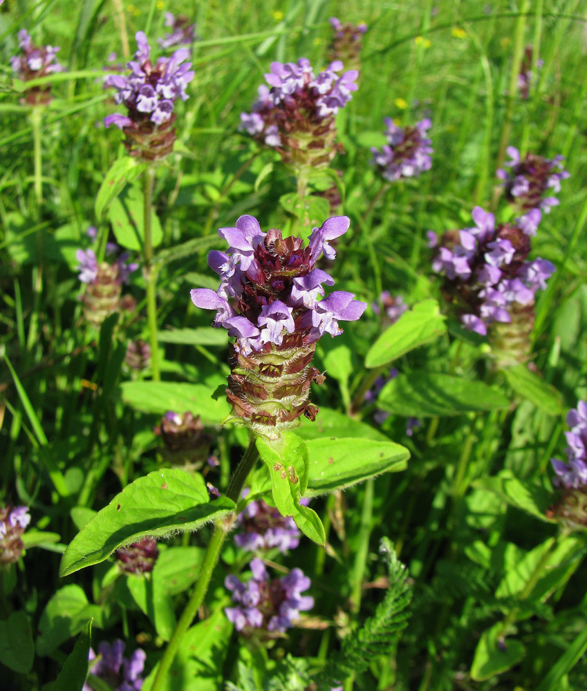 Изображение особи Prunella vulgaris.