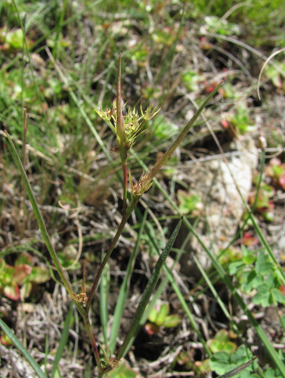 Image of genus Bupleurum specimen.