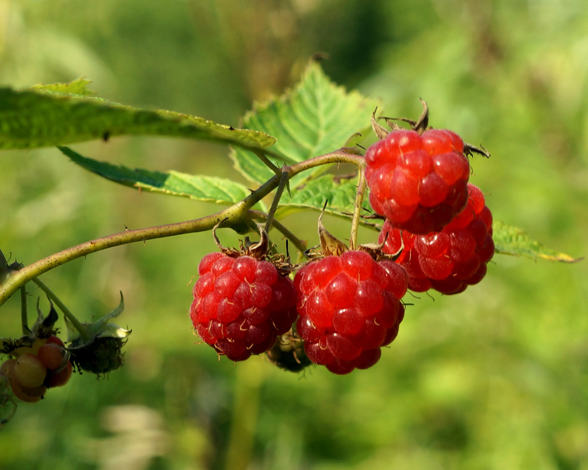 Изображение особи Rubus komarovii.