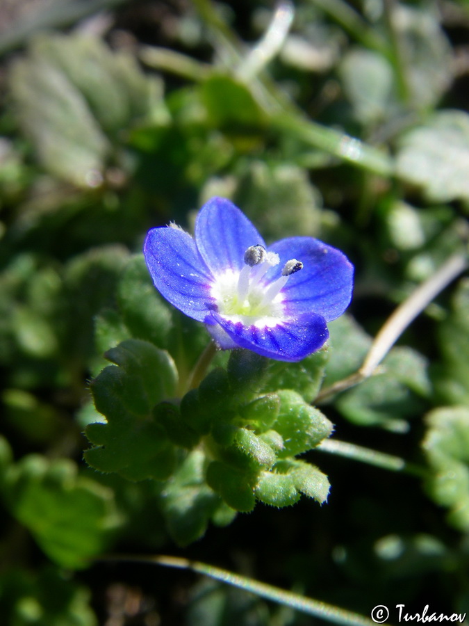 Image of Veronica polita specimen.