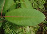 Asclepias syriaca