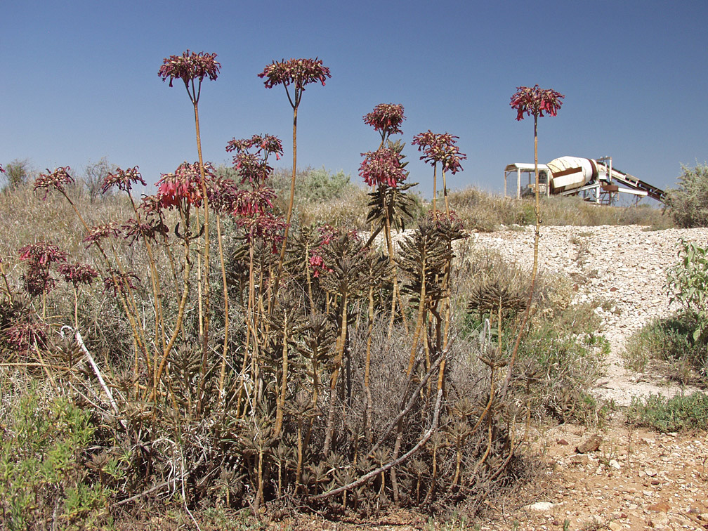 Image of Kalanchoe tubiflora specimen.