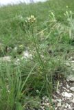 Camelina microcarpa