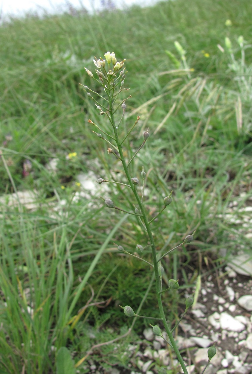 Изображение особи Camelina microcarpa.