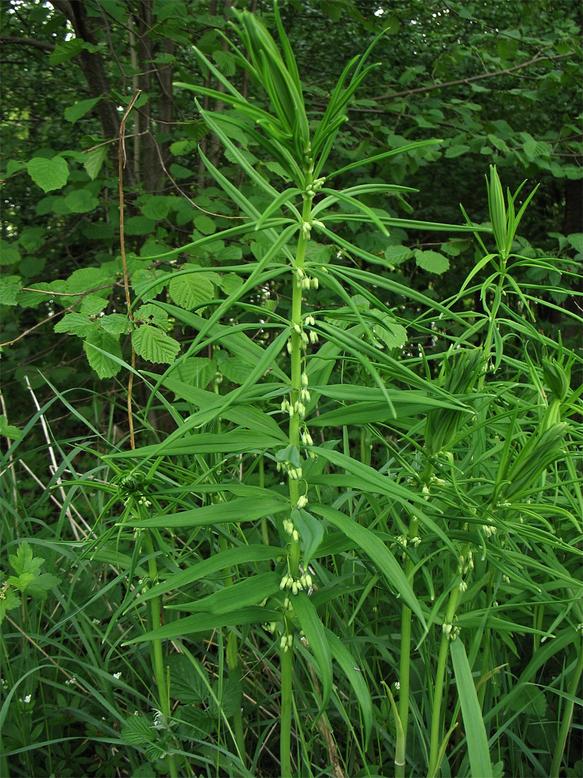 Изображение особи Polygonatum verticillatum.