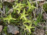 Pinguicula vulgaris