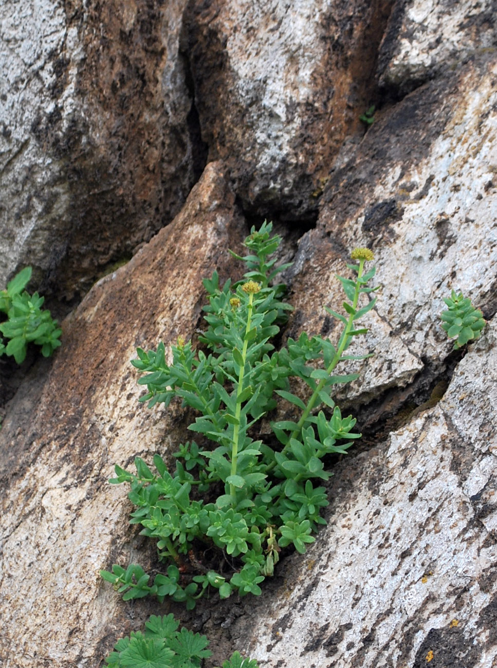 Изображение особи Rhodiola heterodonta.