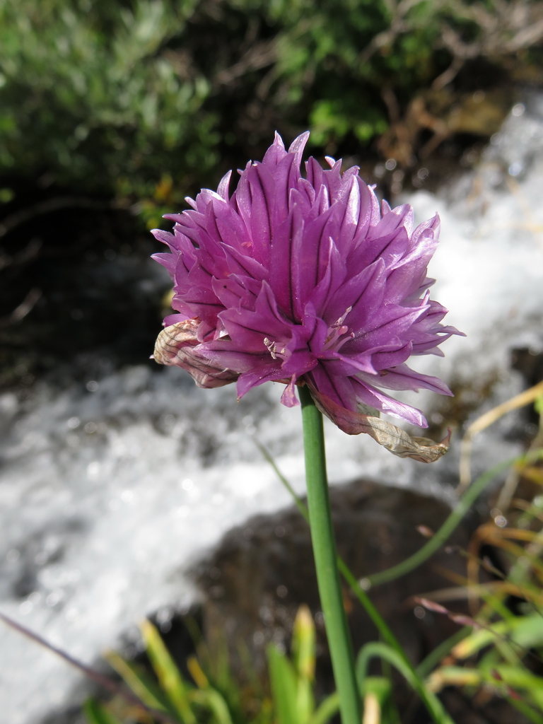 Изображение особи Allium schoenoprasum.