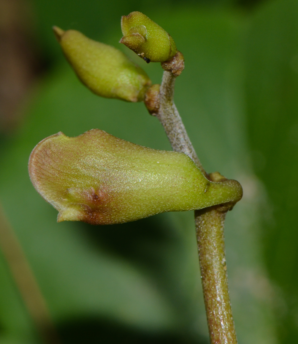 Image of Canavalia maritima specimen.