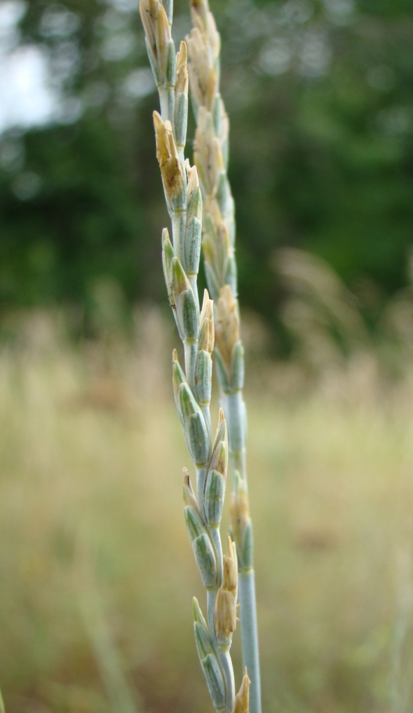 Image of Elytrigia intermedia specimen.