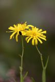 род Hieracium. Соцветия. Карельский перешеек, окр. Сертолово. 27.08.2008.