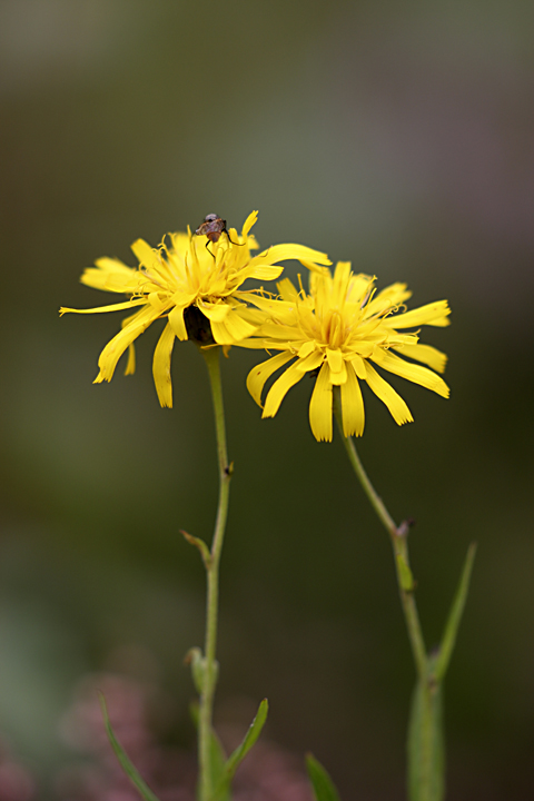 Image of genus Hieracium specimen.