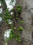 Ficus racemosa