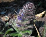 Ajuga orientalis. Верхушка цветущего растения. Респ. Адыгея, Майкопский р-н, окр. пос. Гузерипль, г. Казачья, открытый склон ЮВ экспозиции. 29.03.2017.