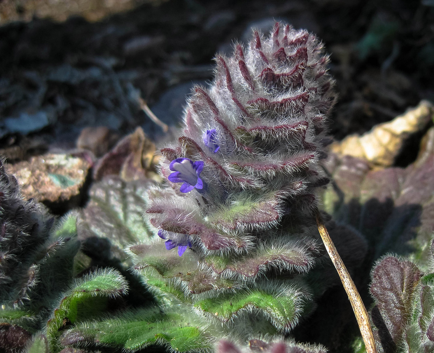 Image of Ajuga orientalis specimen.