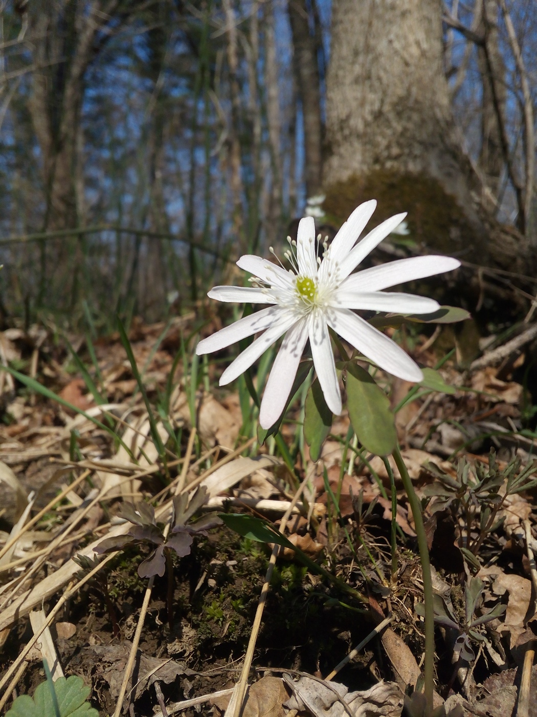 Изображение особи Anemone raddeana.