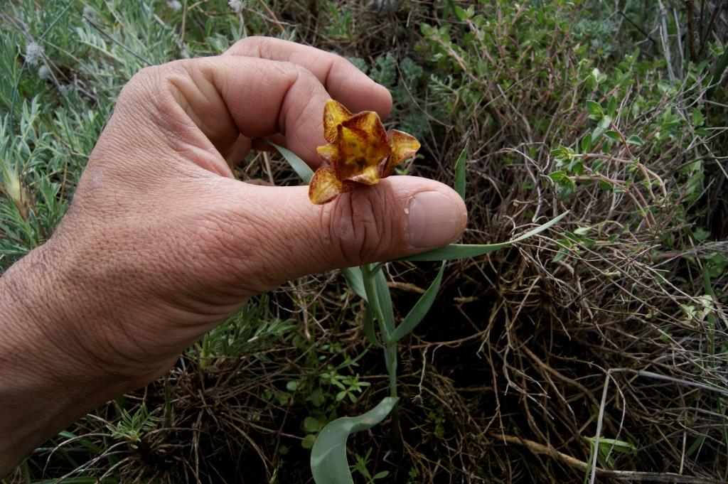 Image of Fritillaria caucasica specimen.