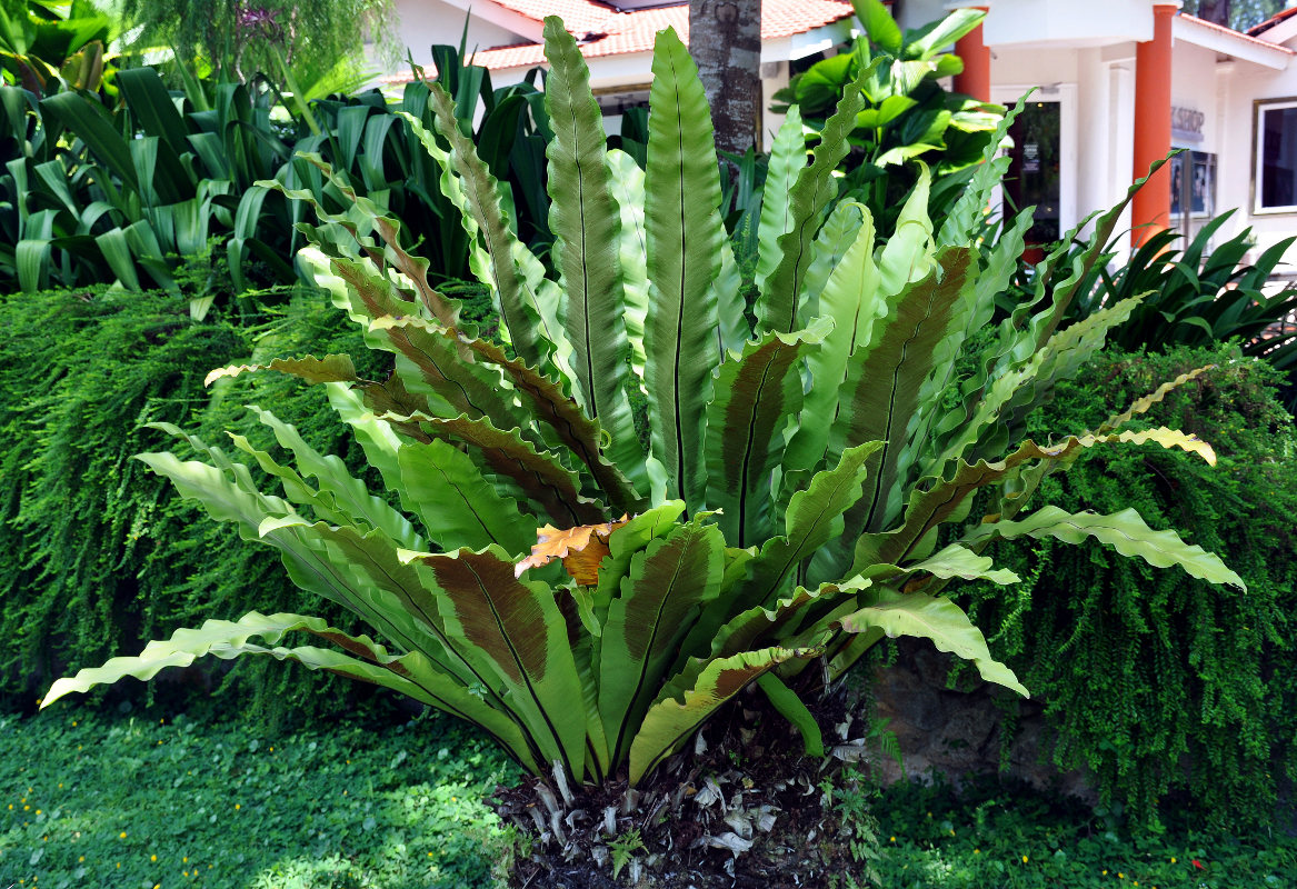 Image of Asplenium nidus specimen.