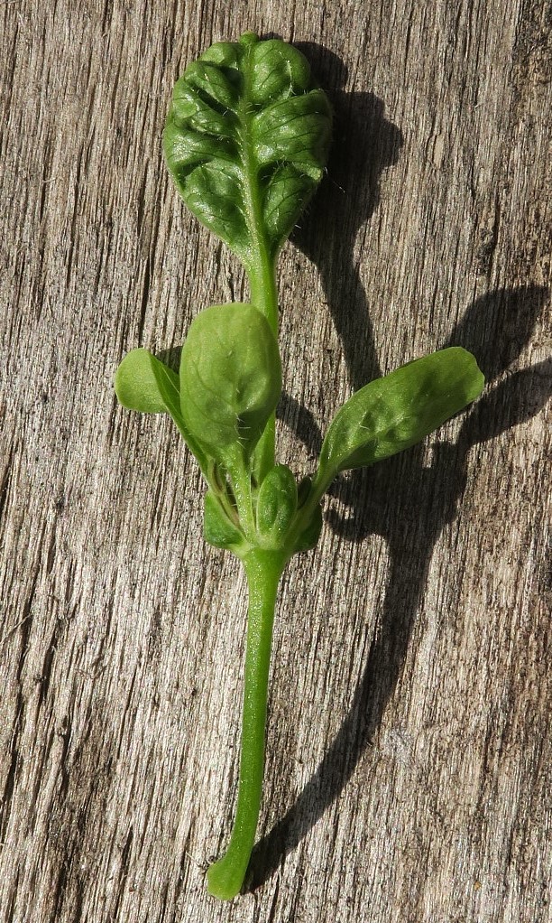 Изображение особи Alliaria petiolata.