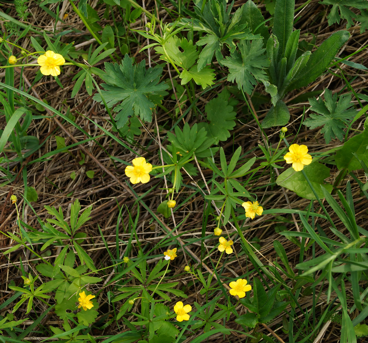 Image of genus Ranunculus specimen.