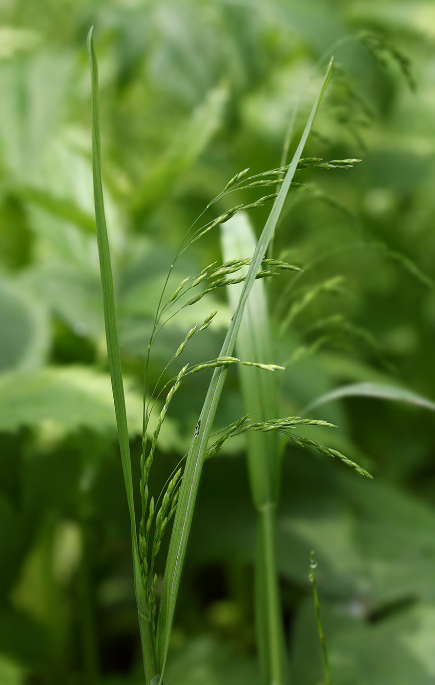 Image of Poa remota specimen.